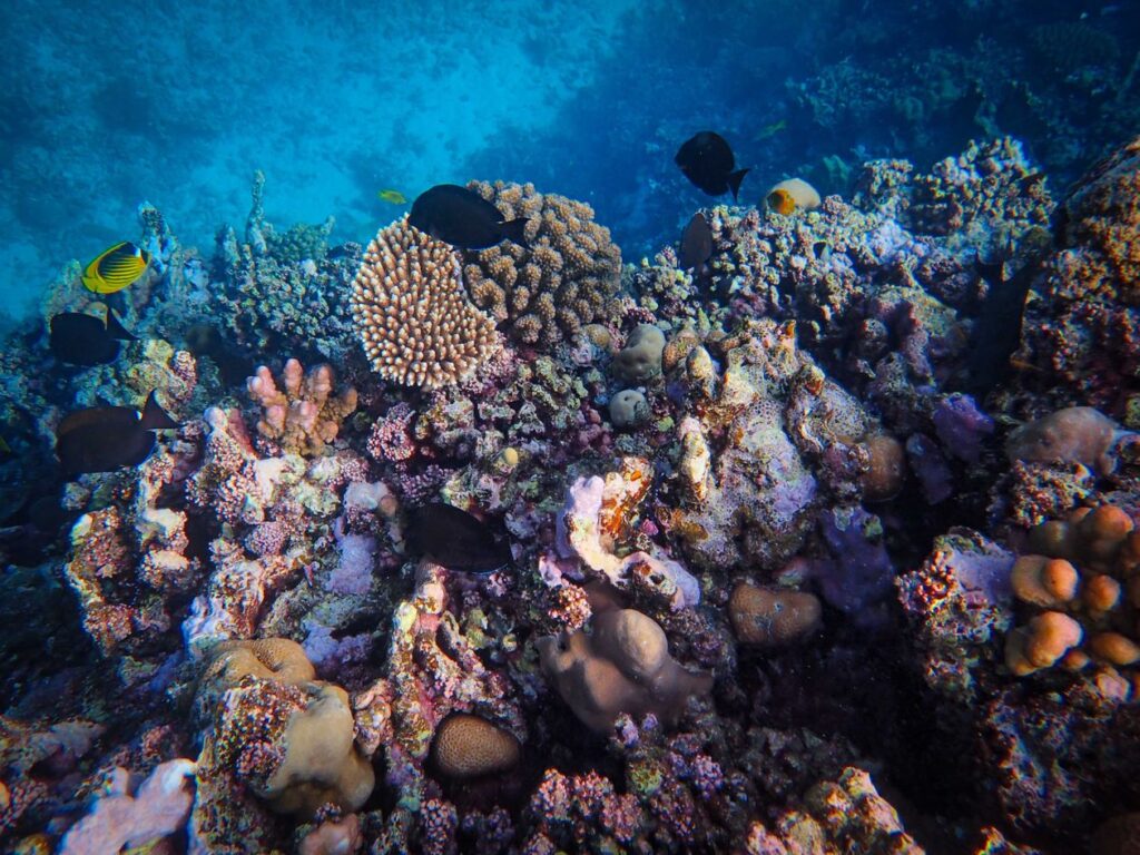 Parc Marin Blue Bay — fond de verre & snorkeling — en situation
