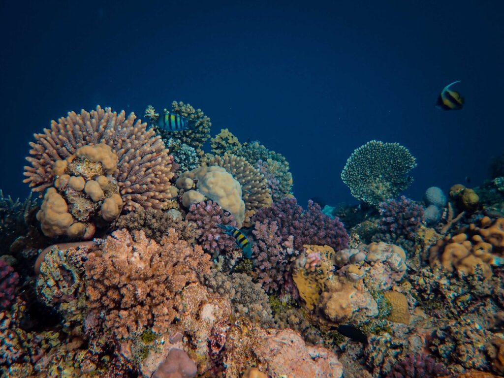 Parc Marin Blue Bay — fond de verre & snorkeling — gros plan