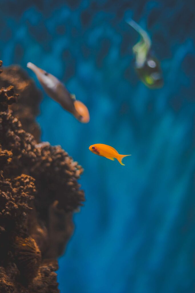 Parc Marin Blue Bay — fond de verre & snorkeling — cadre naturel