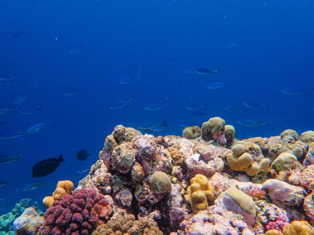 Parc Marin Blue Bay — fond de verre & snorkeling