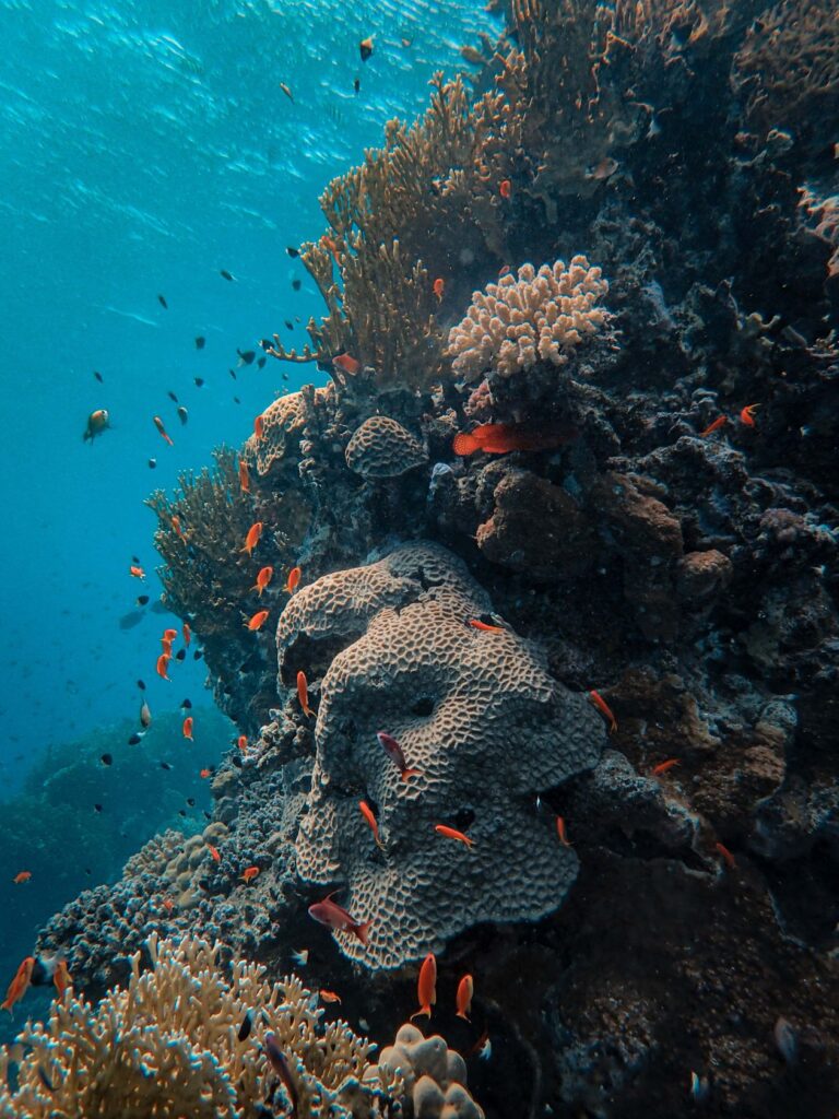 Sous-marin Blue Safari — Trou aux Biches — cadre naturel
