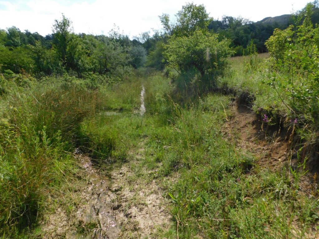 Casela Nature Parks — Safari & Tyrolienne — gros plan