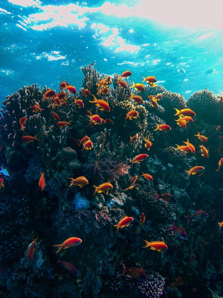 Sous-marin Blue Safari — Trou aux Biches — ambiance