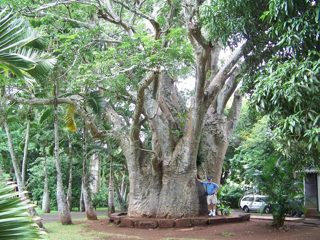 Jardin de Pamplemousses & Sugar World — gros plan